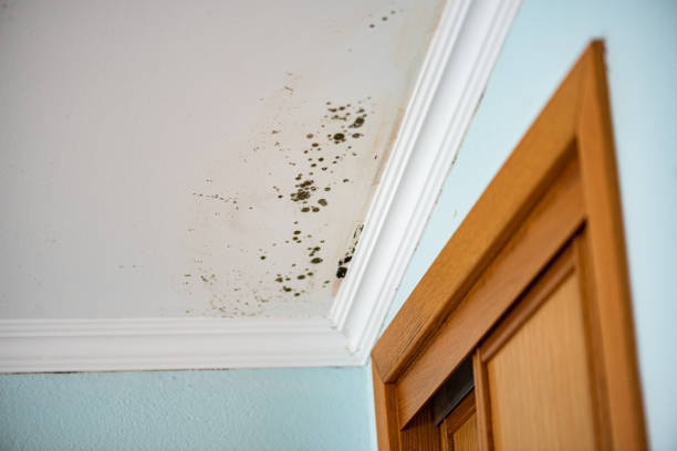 Best Toxic Mold Removal  in Tidmore Bend, AL