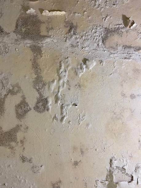 Best Affordable Mold Removal  in Tidmore Bend, AL