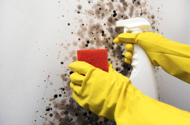 Best Crawl Space Mold Removal  in Tidmore Bend, AL