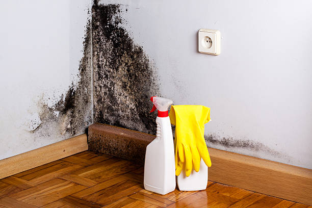 Best Certified Mold Removal  in Tidmore Bend, AL