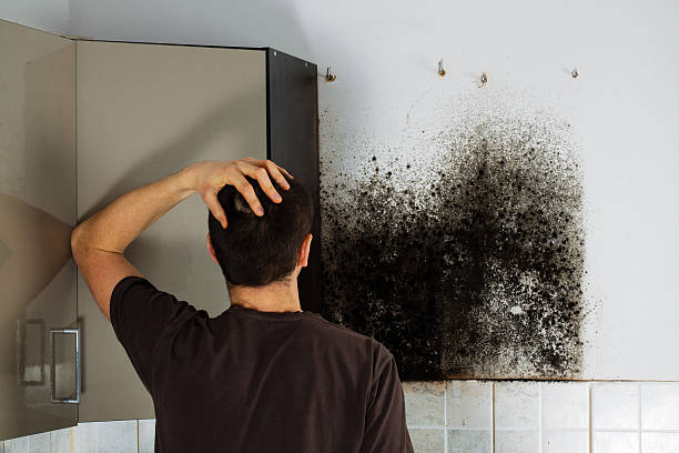 Best Black Mold Removal  in Tidmore Bend, AL