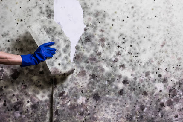Best Attic Mold Removal  in Tidmore Bend, AL