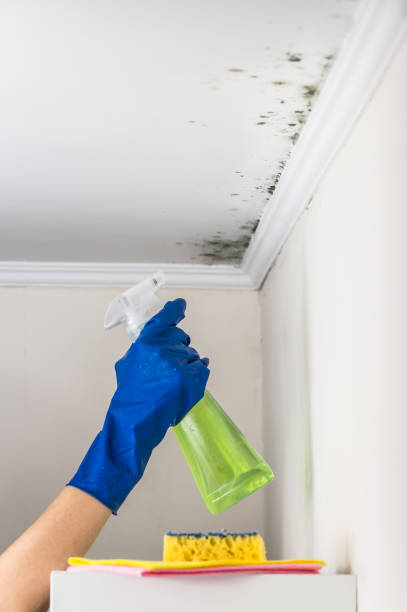 Best Emergency Mold Removal  in Tidmore Bend, AL